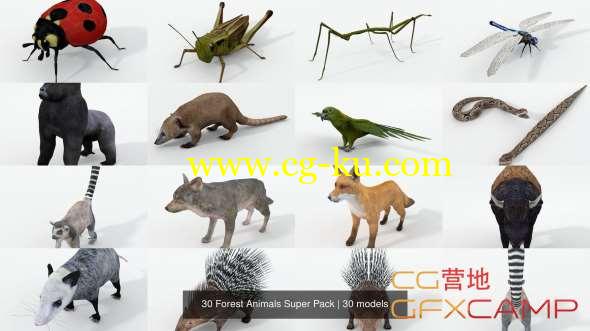 30个森林动物3D模型 CGTrader - 30 Forest Animals Super Pack 3D Model Collection的图片1