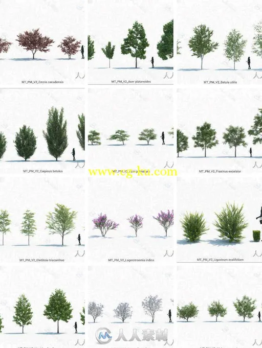 16组树木植物3D模型合辑 MaxTree Plant Models Vol 2的图片2