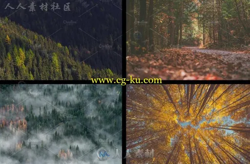 12种大自然森林照片Lightroom预设的图片2