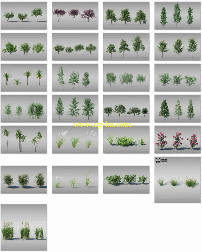 Maxtree - Complete Collection 3D Plants的图片3