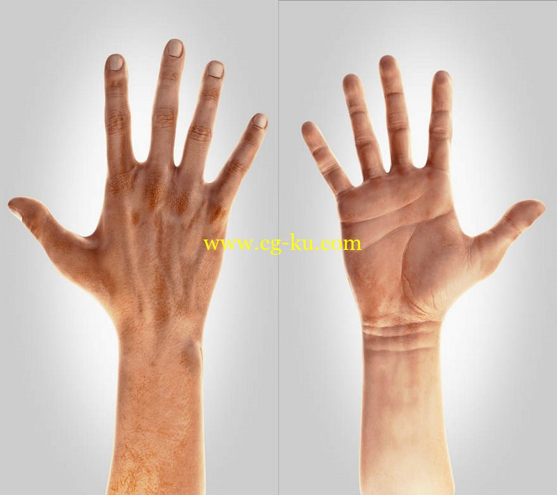 Realistic Rigged Hand For Blender的图片1