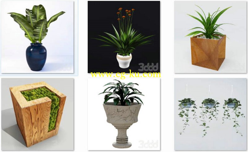 3ddd - plants 植物的图片1