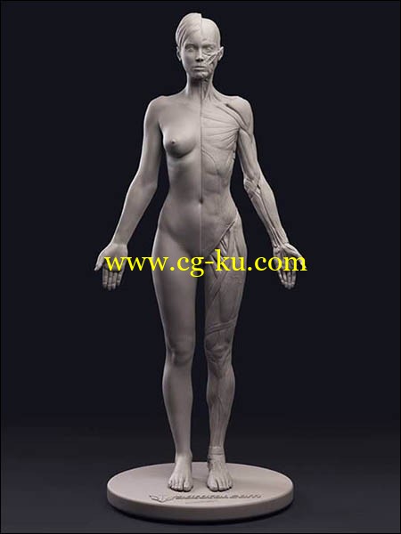 3DTotal Anatomical Collection Female Figure的图片1