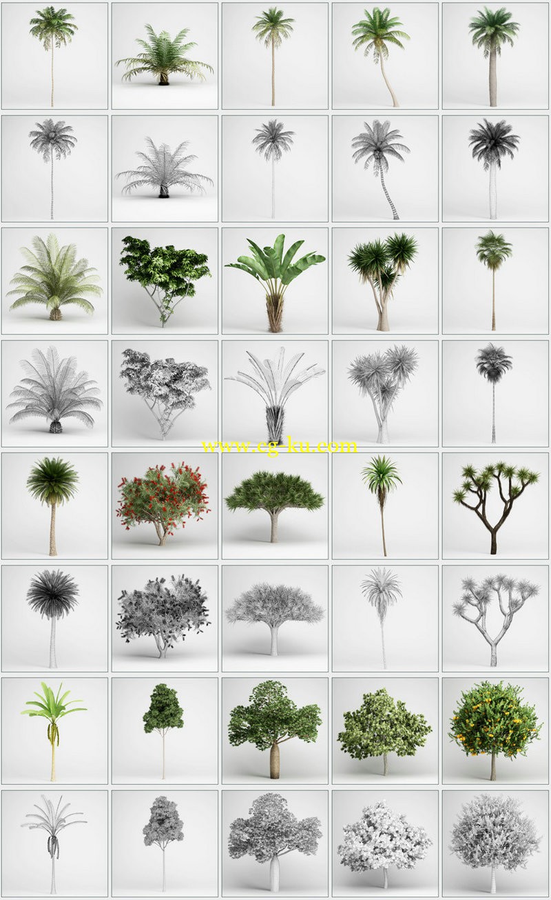 CGAxis Models Volume 15 Exotic Plants的图片2