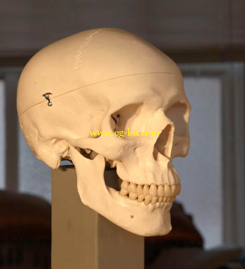 ZBW - Human Skull Reference Images的图片1