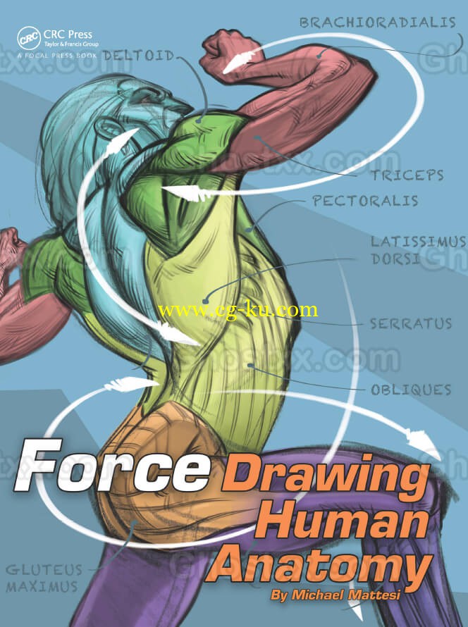 force drawing human anatomy 1st mike mattesi的图片1