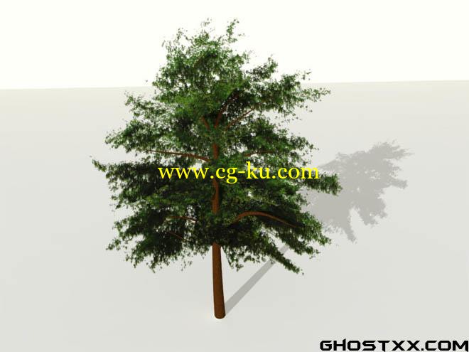 tree 3d with opacity map的图片1