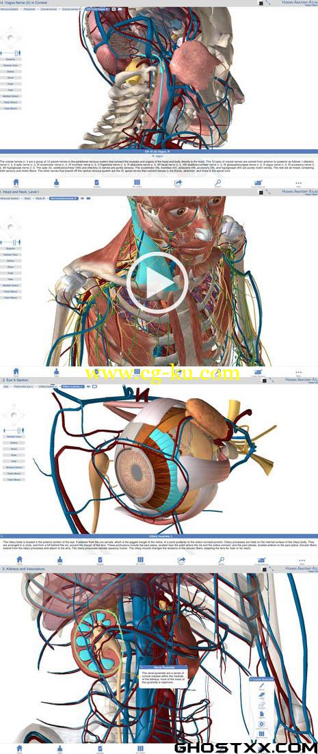 Visible Body Human Anatomy Atlas  for PC Full (3D)的图片1