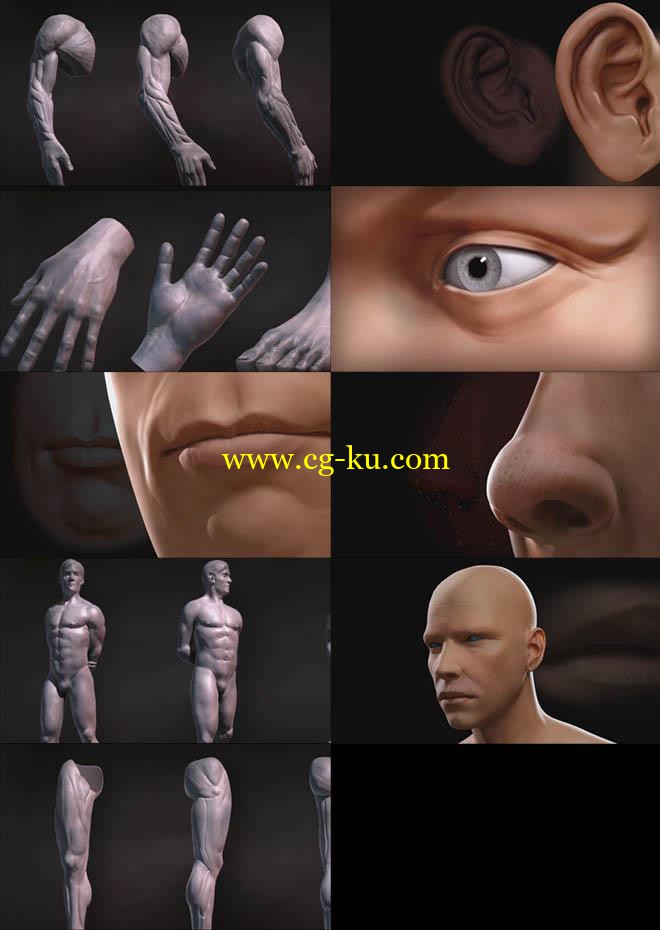 Digital Tutors - Sculpting Human的图片1