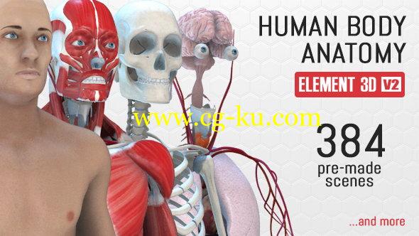 AE模板：E3D三维医学生物人体解剖模型展示动画 Human Body Anatomy的图片1
