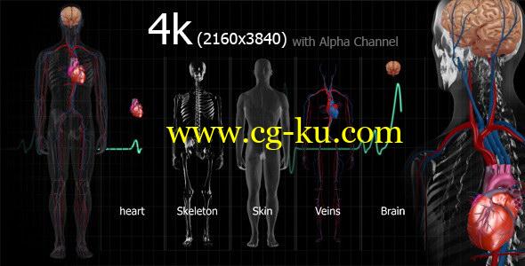 视频素材：7组4K分辨率三维医疗人体动画 Medical Human的图片1