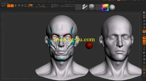 ZBrush从头部到脚趾的人体解剖学教程的图片1