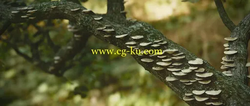 mantissa osa mushroom tree的图片1