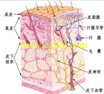 Arnold角色材质渲染教程的图片2