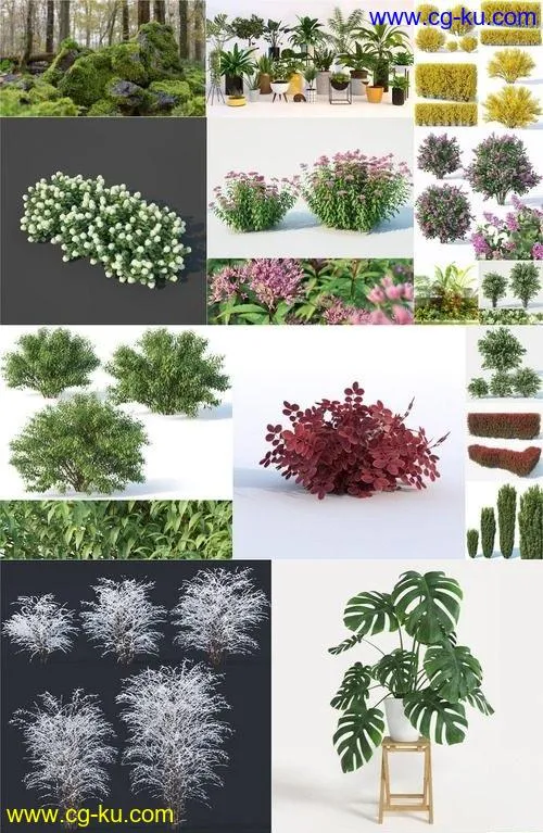 CGTrader – Plants 3D-Models Collection July 2019的图片1