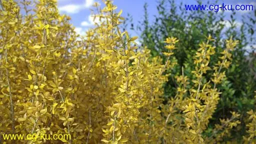 VIZPARK – Forsythia Bushes: Set of 10 3D-Shrubs的图片1