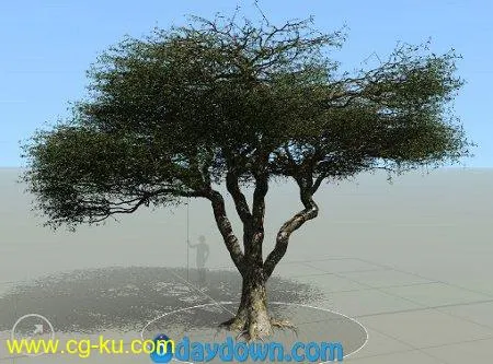 Pixelfront – Model An African Acacia Tree in SpeedTree的图片1