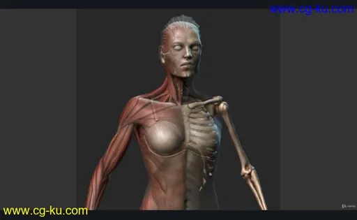 Female Anatomy Sculpting in Zbrush的图片1