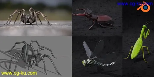 Blender 2.81 – Spiders and insects creation from scratch的图片1