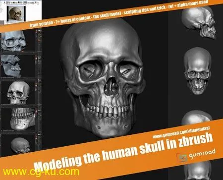 Gumroad – Modeling the human skull的图片1