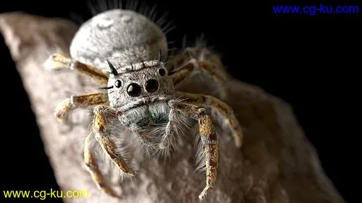 The Gnomon Workshop – Modeling and Rendering a Realistic Jumping Spider – Eric Keller的图片1