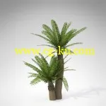 XfrogPlants – AFRICA 非洲植物模型的图片1