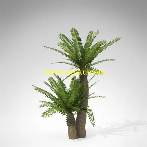 XfrogPlants – AFRICA 非洲植物模型的图片3