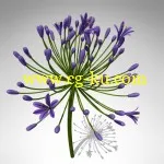 XfrogPlants – FLOWERS 2 3D花模型的图片1