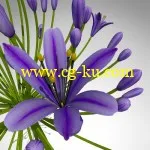 XfrogPlants – FLOWERS 2 3D花模型的图片4