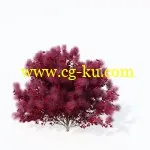 XfrogPlants – EUROPE 3 欧洲3D树木合集3的图片4