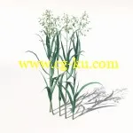 XfrogPlants – AGRICULTURE 农作物3D模型的图片1