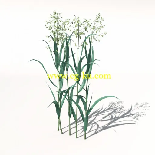 XfrogPlants – AGRICULTURE 农作物3D模型的图片3