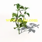 XfrogPlants – AGRICULTURE 农作物3D模型的图片4