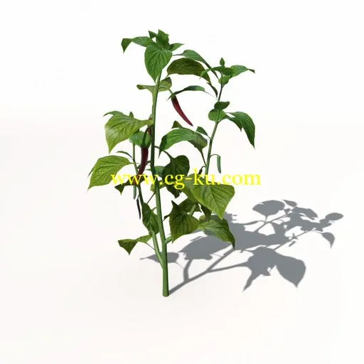 XfrogPlants – AGRICULTURE 农作物3D模型的图片5