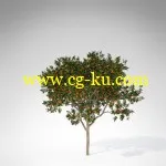 XfrogPlants – FRUIT TREES 果树3D模型的图片1