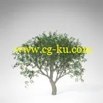 XfrogPlants – FRUIT TREES 果树3D模型的图片4