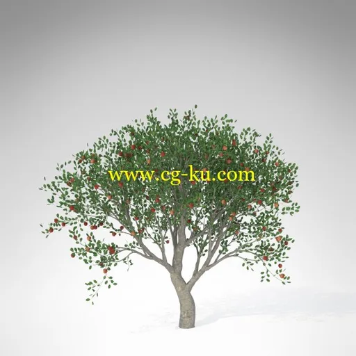 XfrogPlants – FRUIT TREES 果树3D模型的图片5