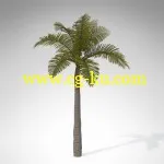 XfrogPlants – TROPICAL 热带雨林树木模型的图片1