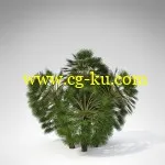 XfrogPlants – TROPICAL 热带雨林树木模型的图片4