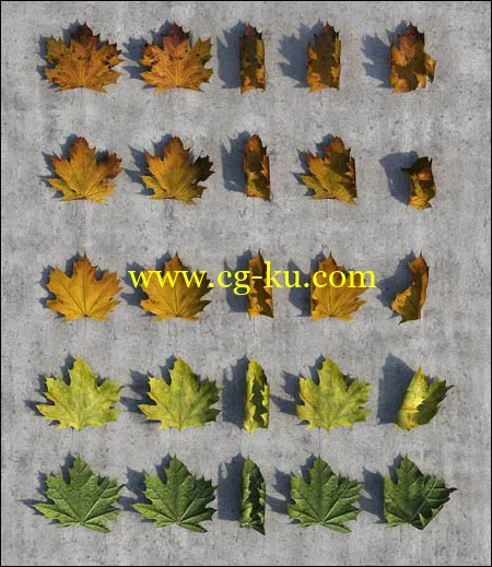 Autumn Leaves Pack 3D Studio Max 2012 (CG-Space)的图片1