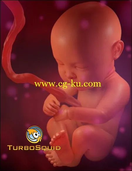 Turbosquid Human Fetus的图片1