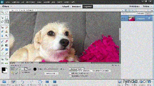 Photoshop Elements 13 – Grundlagen So einfach organisieren und bearbeiten Sie Ihre Bilder的图片1