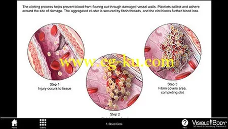 Visible Body Heart and Circulatory Premium v2.0.0 Win/MacOSX 3D心脏和循环系统高级解剖 2的图片1