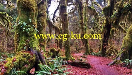 Lynda – Landscape Photography: Washington’s Olympic National Park的图片1