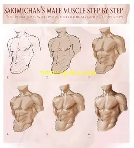 Sakimichan Male muscle step by step tutorial的图片2