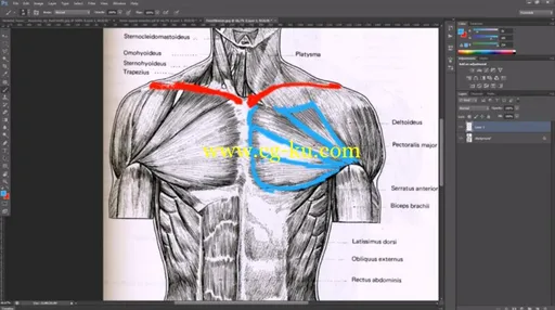 Dixxl Tuxxs – Sculpting Human Torsos in ZBrush 人物躯干雕刻教程的图片1