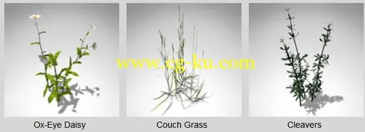 XfrogPlants – GROUNDCOVER 20种小草3D模型的图片4