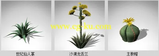 XfrogPlants – USA SOUTHWEST 美国西南部沙漠仙人掌模型的图片5