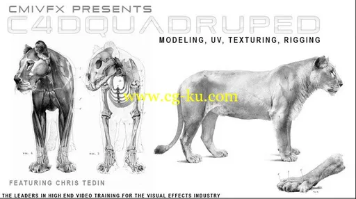 Cinema 4D Quadruped Model UV Texturing Rigging的图片2