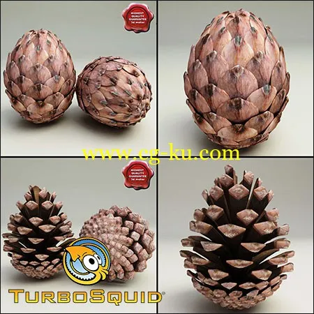 TurboSquid Fir Cones Collection的图片1